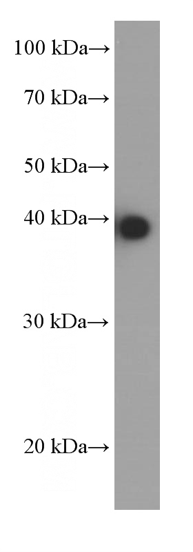 RAW 264.7 cells were subjected to SDS PAGE followed by western blot with Catalog No:107358(JUN Antibody) at dilution of 1:4000