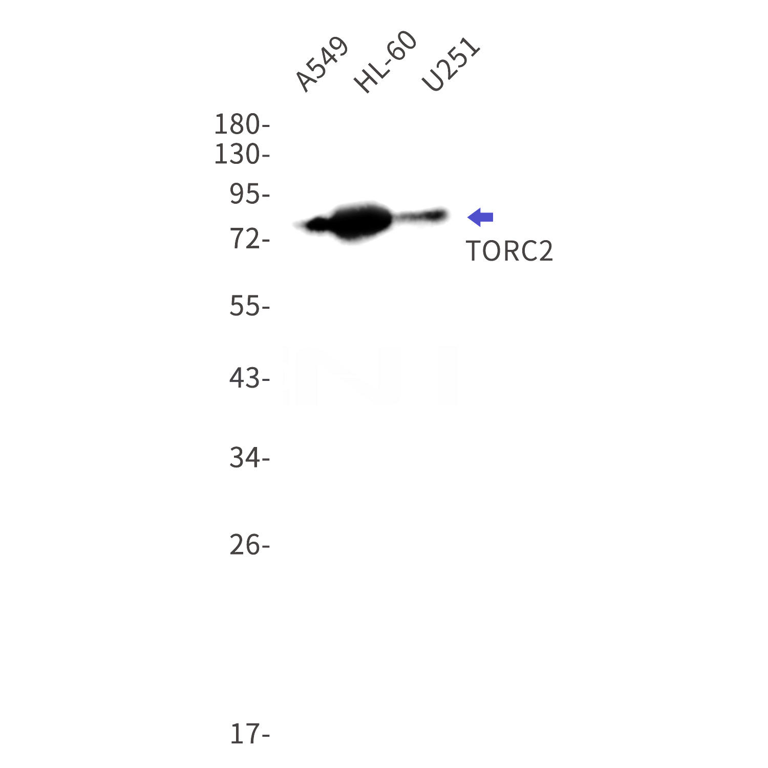 Western blot detection of TORC2 in A549,HL-60,U251 cell lysates using TORC2 Rabbit mAb(1:1000 diluted).Predicted band size:73kDa.Observed band size:80kDa.