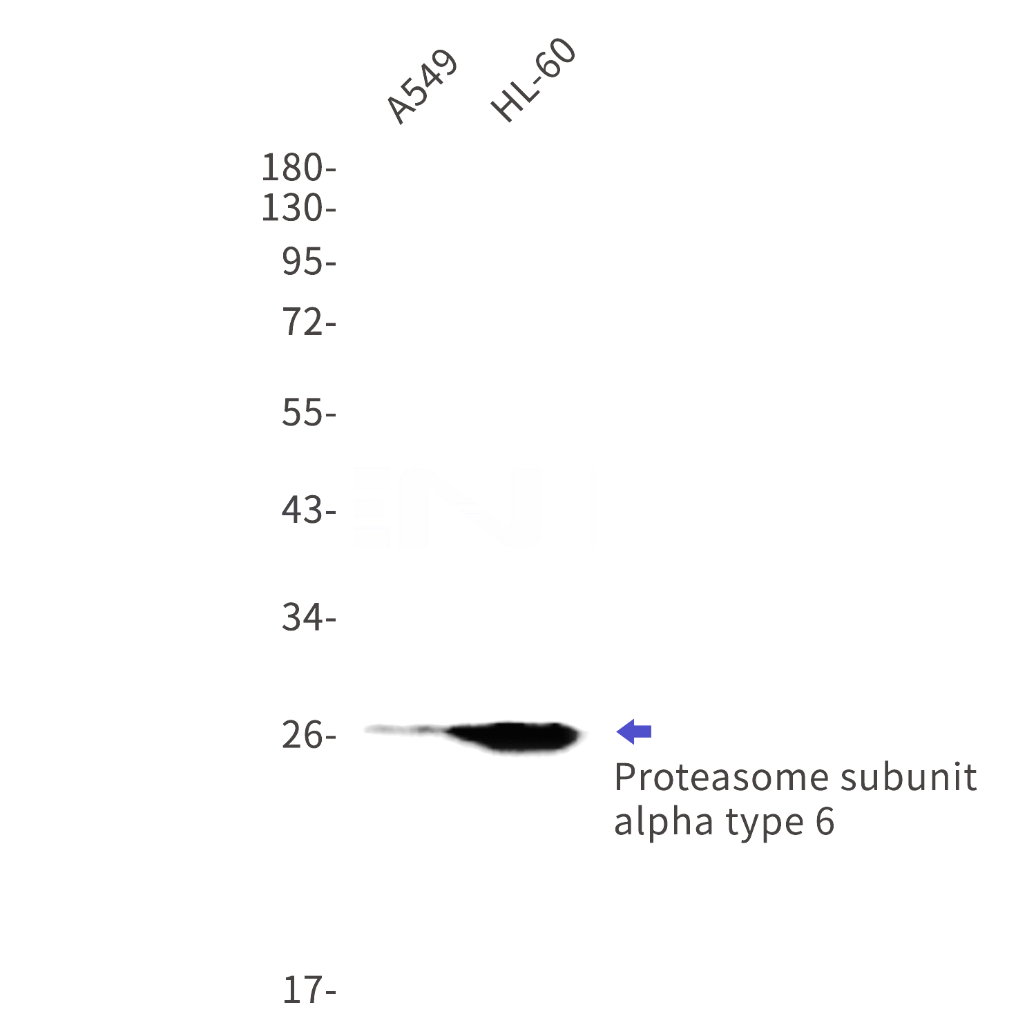 Western blot detection of Proteasome subunit alpha type 6 in A549,HL-60 cell lysates using Proteasome subunit alpha type 6 Rabbit mAb(1:1000 diluted).Predicted band size:27kDa.Observed band size:27kDa.