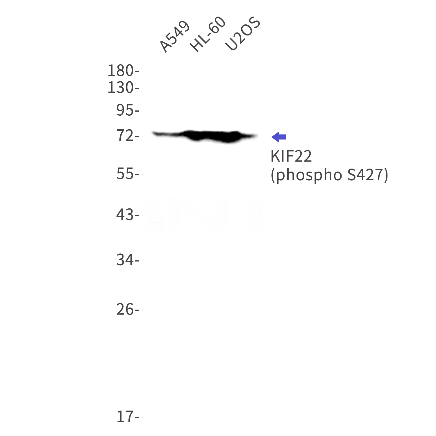 Western blot detection of phospho-KIF22 (Ser427) in A549,HL-60,U2OS cell lysates using phospho-KIF22(Ser427) Rabbit mAb(1:1000 diluted).Predicted band size:73kDa.Observed band size:73kDa.