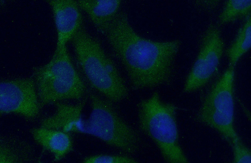Immunofluorescent analysis of (-20oc Ethanol) fixed COS-7 cells using Catalog No:113105(NEK6 Antibody) at dilution of 1:50 and Alexa Fluor 488-congugated AffiniPure Goat Anti-Rabbit IgG(H+L)