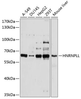 Western blot - HNRPLL Polyclonal Antibody 