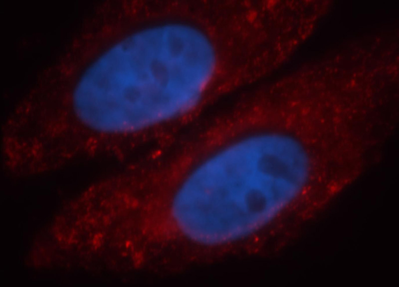 Immunofluorescent analysis of HepG2 cells, using PTRF antibody Catalog No:114332 at 1:25 dilution and Rhodamine-labeled goat anti-rabbit IgG (red). Blue pseudocolor = DAPI (fluorescent DNA dye).