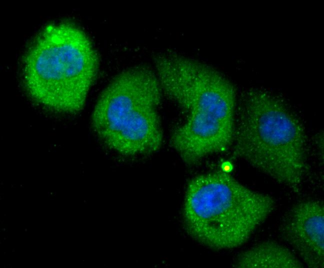 Fig2: ICC staining NLRC3 in HUVEC cells (green). The nuclear counter stain is DAPI (blue). Cells were fixed in paraformaldehyde, permeabilised with 0.25% Triton X100/PBS.