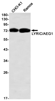 Western blot detection of LYRIC/AEG1 in CHO-K1,Ramos using LYRIC/AEG1 Rabbit mAb(1:1000 diluted)