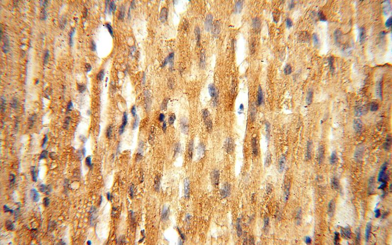 Immunohistochemical of paraffin-embedded human heart using Catalog No:113164(NFS1 antibody) at dilution of 1:100 (under 40x lens)