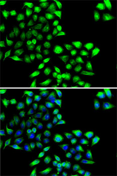 Immunofluorescence - COPS6 Polyclonal Antibody 