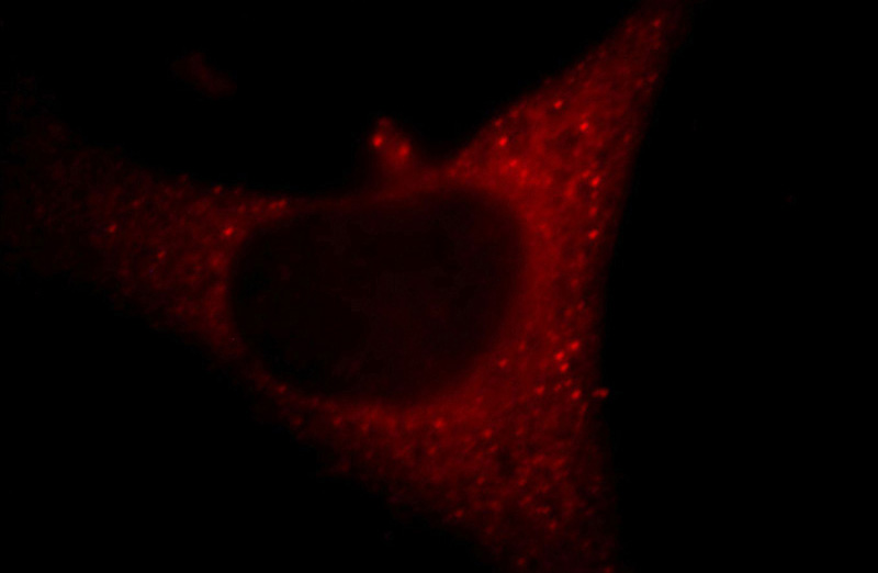Immunofluorescent analysis of Hela cells, using FGD3 antibody Catalog No:110627 at 1:25 dilution and Rhodamine-labeled goat anti-rabbit IgG (red).