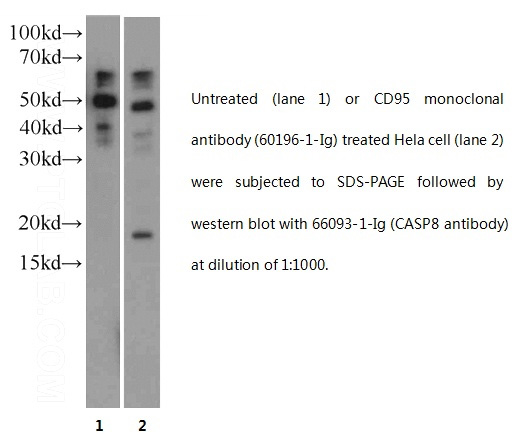 Caspase 8/p18 antibody