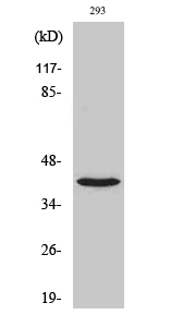 Fig1:; Western Blot analysis of various cells using NBPF1/9/10/12/14/15/16/20 Polyclonal Antibody