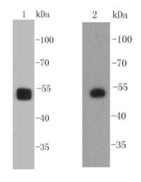 Fig1: Western blot analysis on F9 (1) and mouse fetal brain (2) cell lysates using anti-SOX10 Mouse mAb.