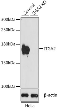 Western blot - ITGA2 Polyclonal Antibody 