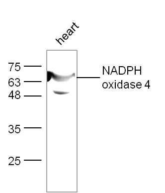 Anti-Nox4 antibody