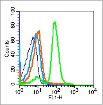 Fig6: Blank control (blue line): Mouse spleen cells (blue).; Primary Antibody (green line): Rabbit Anti-Cyclin E1 antibody ; Dilution: 1μg /10^6 cells;; Isotype Control Antibody (orange line): Rabbit IgG .; Secondary Antibody (white blue line): Goat anti-rabbit IgG-FITC; Dilution: 1μg /test.; Protocol; The cells were fixed with 70% ethanol (overninght at 4℃) and then permeabilized with 0.1% PBS-Tween for 20 min at room temperature. Cells stained with Primary Antibody for 30 min at room temperature. The cells were then incubated in 1 X PBS/2%BSA/10% goat serum to block non-specific protein-protein interactions followed by the antibody for 15 min at room temperature. The secondary antibody used for 40 min at room temperature. Acquisition of 20,000 events was performed.