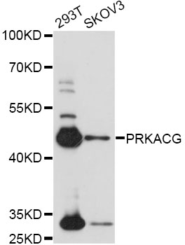 Western blot - PRKACG Polyclonal Antibody 