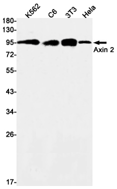 Western blot detection of Axin 2 in K562,C6,3T3,Hela cell lysates using Axin 2 Rabbit mAb(1:1000 diluted).Predicted band size:94kDa.Observed band size:94kDa.