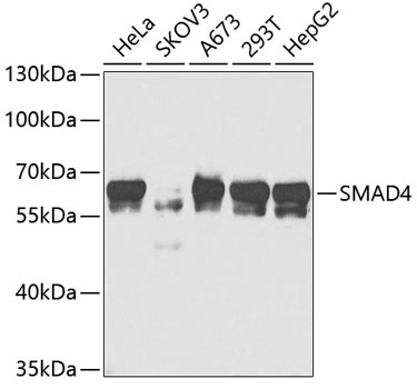 Western blot - SMAD4 Polyclonal Antibody 