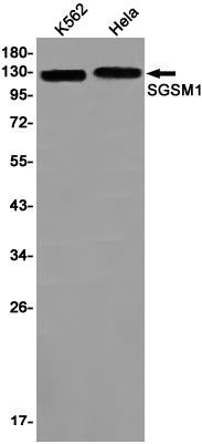 Western blot detection of SGSM1 in K562,Hela cell lysates using SGSM1 Rabbit pAb(1:1000 diluted).Predicted band size:130kDa.Observed band size:130kDa.