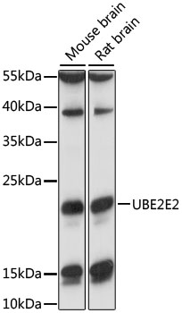 Western blot - UBE2E2 Polyclonal Antibody 