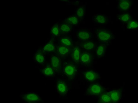 Immunofluorescence - TEAD1 Polyclonal Antibody 