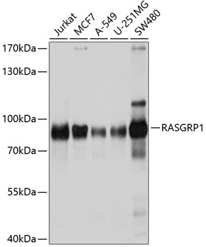 Western blot - RASGRP1 Polyclonal Antibody 