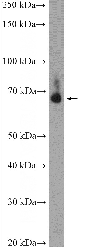 mouse heart tissue were subjected to SDS PAGE followed by western blot with Catalog No:116235(TRAF7 Antibody) at dilution of 1:300