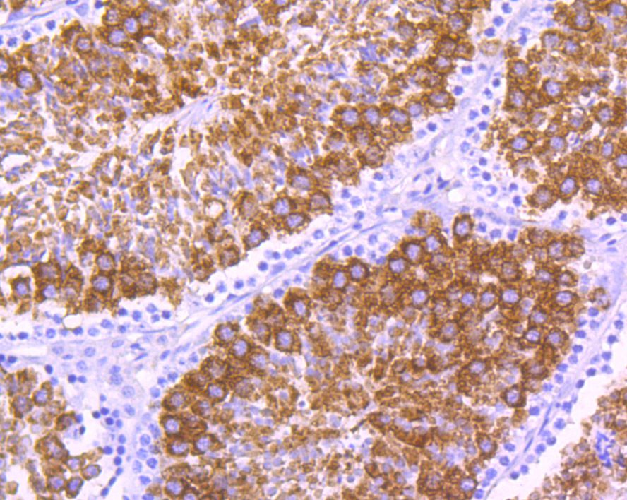 Fig2: Immunohistochemical analysis of paraffin-embedded mouse testis tissue using anti-MSY2 antibody. Counter stained with hematoxylin.
