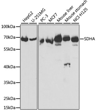 Western blot - SDHA Polyclonal Antibody 