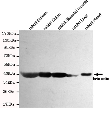 Western blot detection of beta actin in Rabbit Spleen,Rabbit Colon,Rabbit Skeletal muscle,Rabbit Liver and Rabbit Heart cell lysates using beta actin mouse mAb (1:5000 diluted).Predicted band size:45KDa.Observed band size:45KDa.