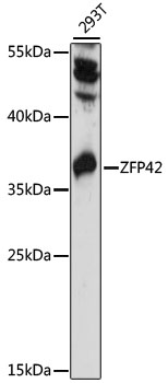 Western blot - ZFP42 Polyclonal Antibody 