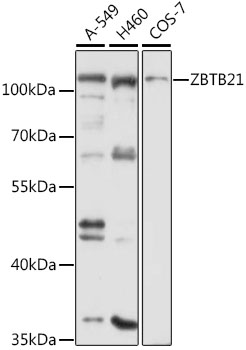 Western blot - ZBTB21 Polyclonal Antibody 