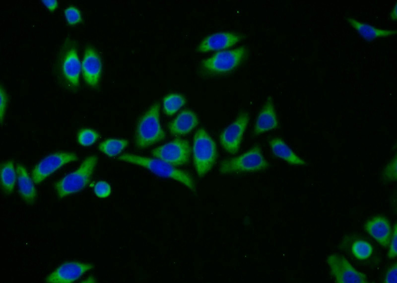 Immunofluorescent analysis of PC-3 cells using Catalog No:112818(MRPL23 Antibody) at dilution of 1:25 and Alexa Fluor 488-congugated AffiniPure Goat Anti-Rabbit IgG(H+L)