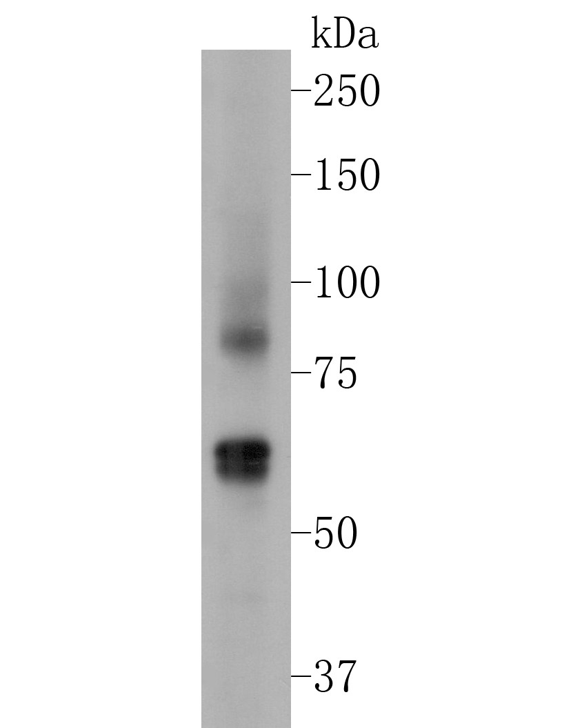 Fig1: Western blot analysis of TRPML3 on 293 cell lysate. Proteins were transferred to a PVDF membrane and blocked with 5% BSA in PBS for 1 hour at room temperature. The primary antibody ( 1/500) was used in 5% BSA at room temperature for 2 hours. Goat Anti-Rabbit IgG - HRP Secondary Antibody (HA1001) at 1:5,000 dilution was used for 1 hour at room temperature.