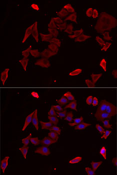 Immunofluorescence - PDHX Polyclonal Antibody 