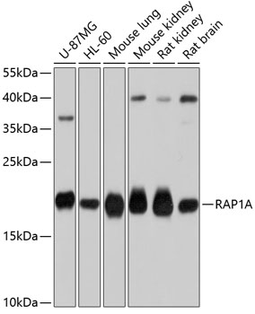 Western blot - RAP1A Polyclonal Antibody 