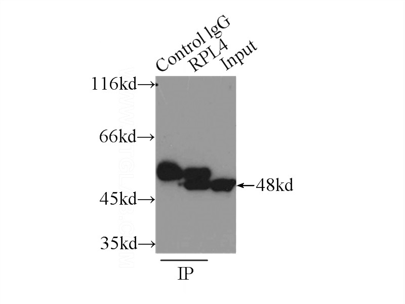 IP Result of anti-RPL4 (IP:Catalog No:114696, 3ug; Detection:Catalog No:114696 1:800) with K-562 cells lysate 6000ug.