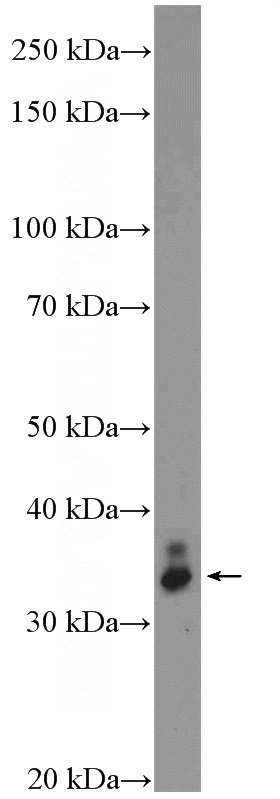 mouse eye tissue were subjected to SDS PAGE followed by western blot with Catalog No:116723(VAX2 Antibody) at dilution of 1:300