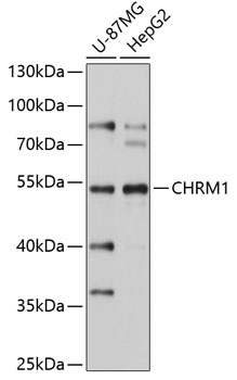 Western blot - CHRM1 Polyclonal Antibody 