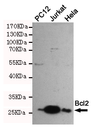 Western blot detection of Bcl2 in Hela,Jurkat and PC-12 cell lysates using Bcl2 rabbit pAb (1:1000 diluted).Predicted band size:26KDa.Observed band size:26KDa.