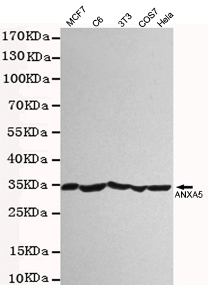 Western blot detection of Annexin V in 3T3,Hela,C6,COS7 and MCF7 cell lysates using Annexin V rabbit pAb (1:2000 diluted). Predicted band size:30KDa.Observed band size:30KDa.Exposure time:20s.