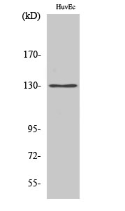 Fig1:; Western Blot analysis of various cells using AZI1 Polyclonal Antibody