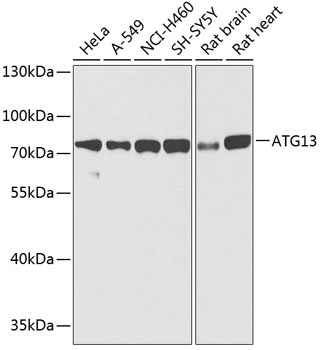 Western blot - ATG13 Polyclonal Antibody 