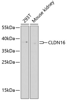 Western blot - CLDN16 Polyclonal Antibody 