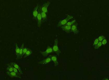 Fig2: Immunofluorescent staining of Hela cells using anti- IRX2rabbit polyclonal antibody.