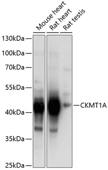 Western blot - CKMT1A Polyclonal Antibody 