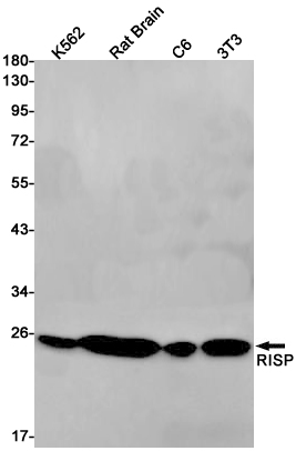 Western blot detection of RISP in K562,Rat Brain,C6,3T3 cell lysates using RISP Rabbit pAb(1:1000 diluted).Predicted band size:30kDa.Observed band size:24kDa.