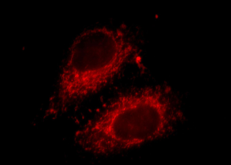 Immunofluorescent analysis of HepG2 cells, using FBRS antibody Catalog No:110660 at 1:25 dilution and Rhodamine-labeled goat anti-rabbit IgG (red).
