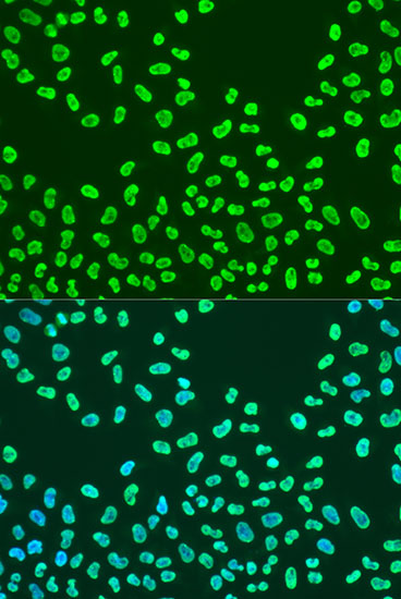 Immunofluorescence - KHDRBS2 Polyclonal Antibody 
