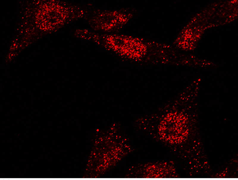 ELAVL1 Antibody, Rabbit PAb, Antigen Affinity Purified, Immunofluorescence