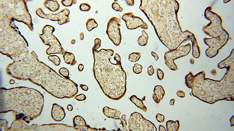 Immunohistochemical of paraffin-embedded human placenta using Catalog No:113612(SPK antibody) at dilution of 1:100 (under 10x lens)